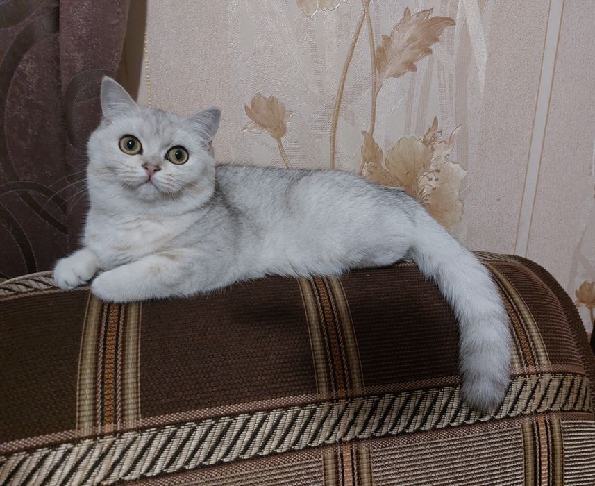 Серебриста шиншилла страйт