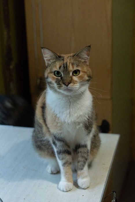 молоденька трьохколірна кицюня (3 роки) стерелізована