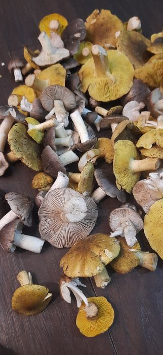 Sprzedam świeże gąski