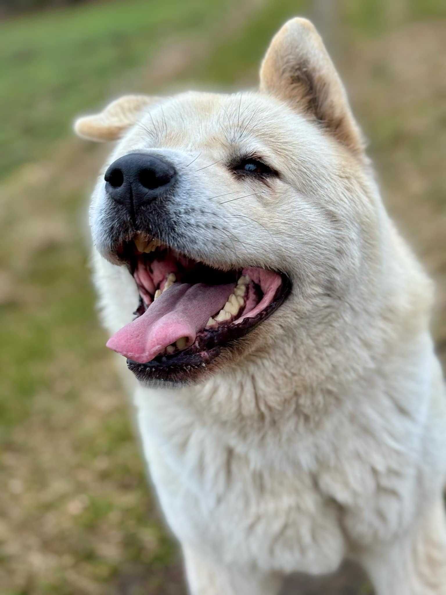 Gaja - Akita w Potrzebie