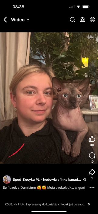 Sfinks kanadyjski REZERWACJA