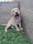 Labrador retriever