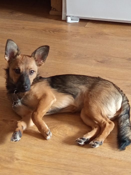 Odam szczeniak w dobre ręce suczkę