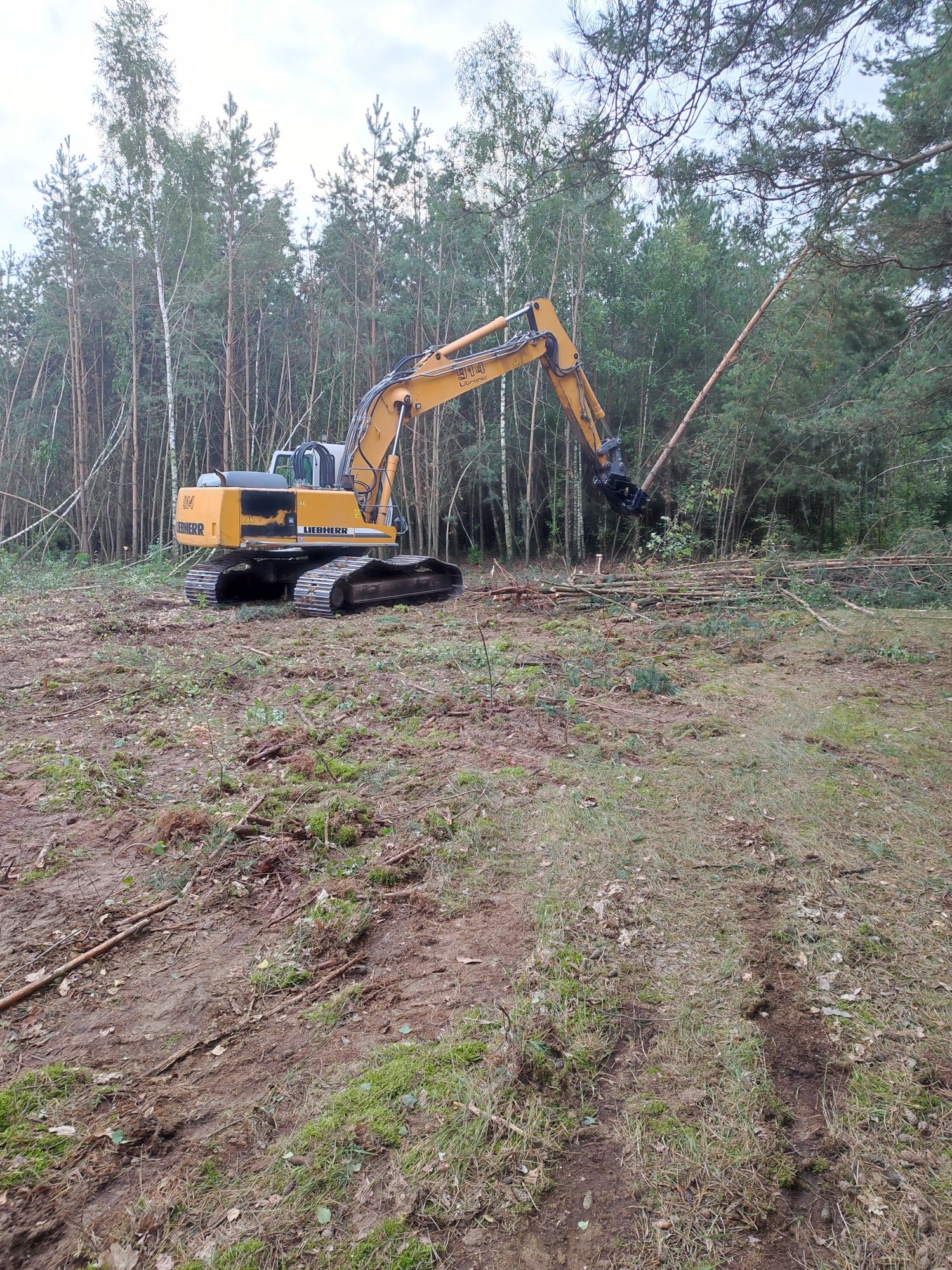 Wycinki lasów skup drewna czyszczenie terenów z korzeni karp
