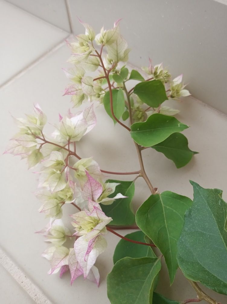 Bugenwilla bougainvillea kremowo zielona 100 cm