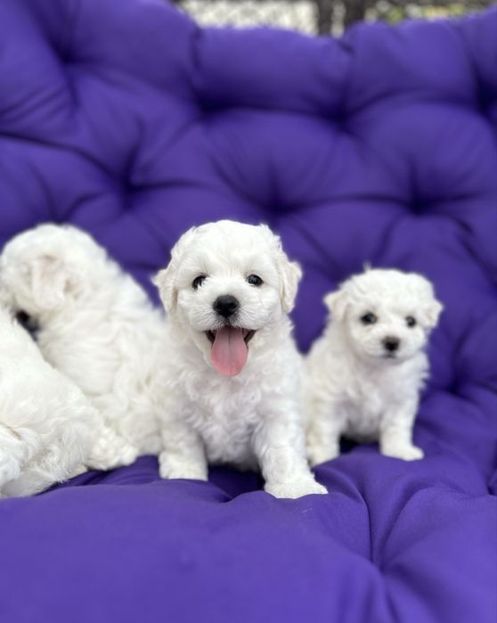 Bichon Frise FCI rodowód