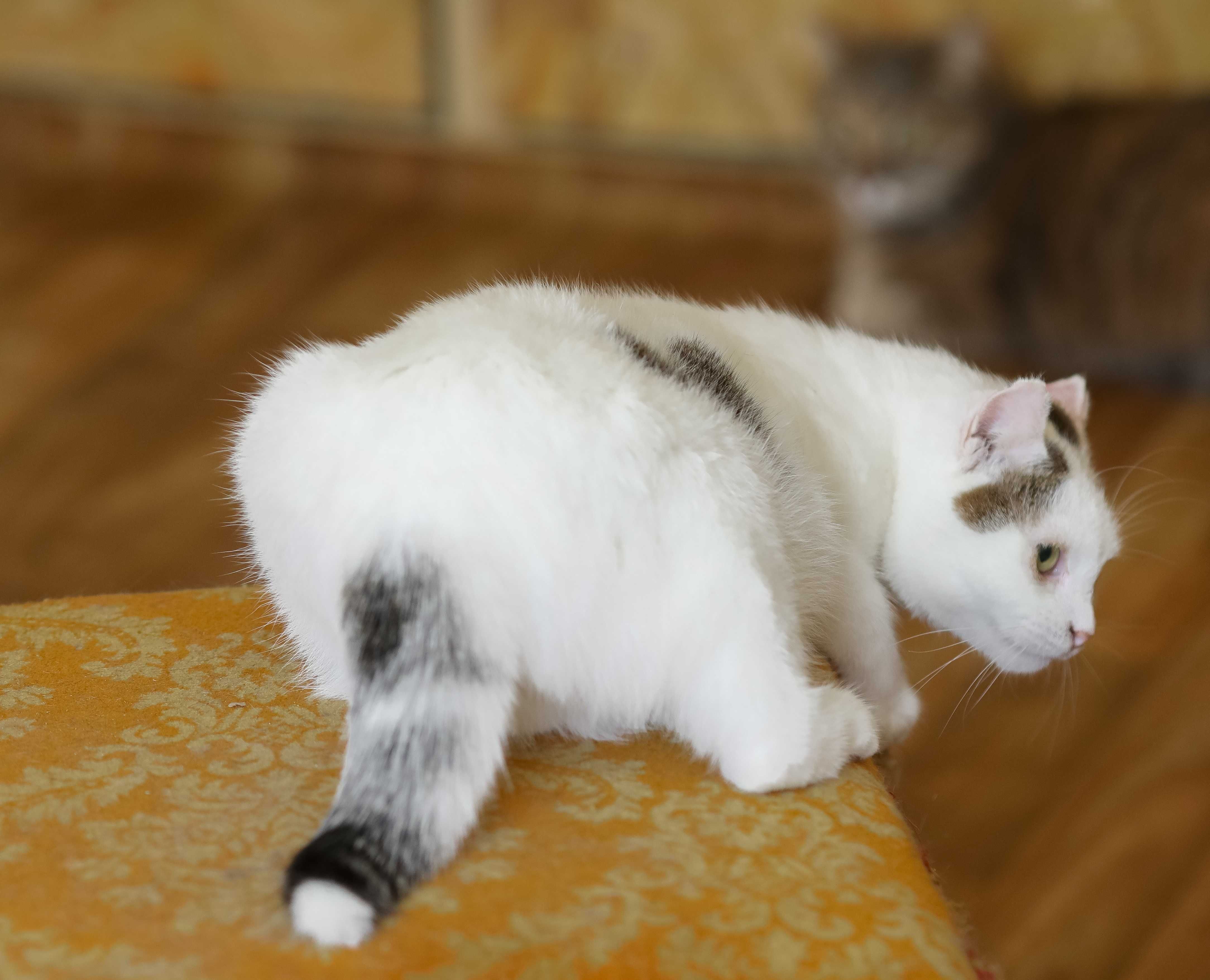 Кошечка Циля 1 год, милашка, ласковая и ручная кошка, котенок