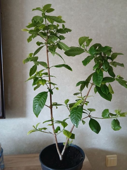 Продам гарденію жасминовидну