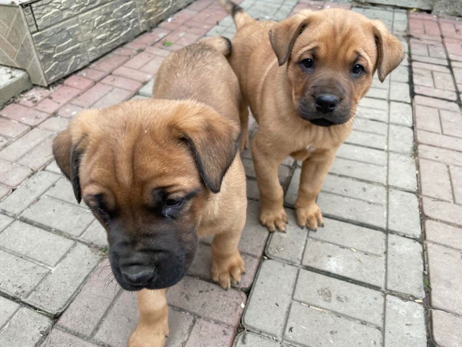 Віддам у добрі руки