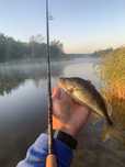 Crazy Fish Arion 862MLS