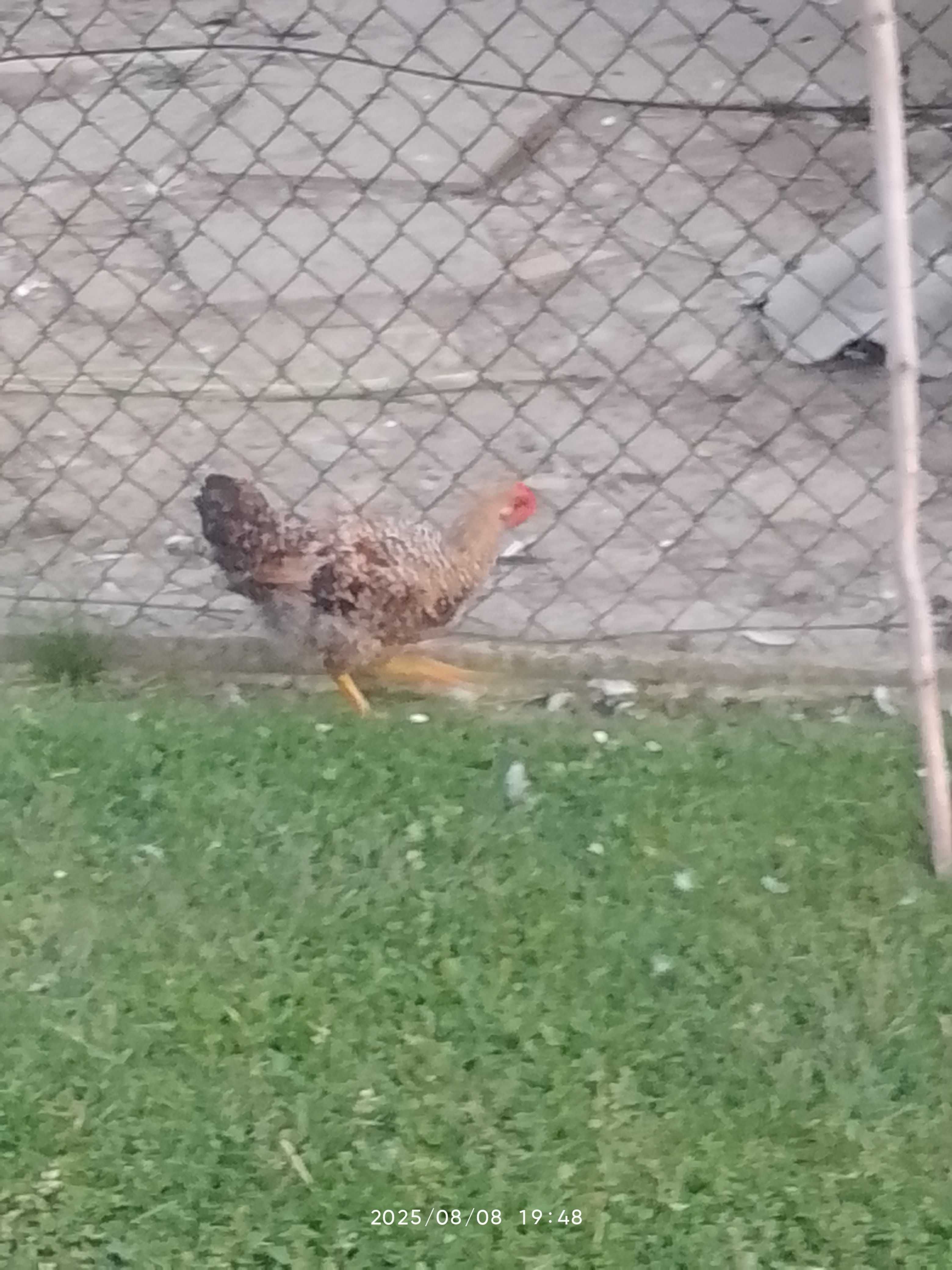 Sprzedam młode koguty