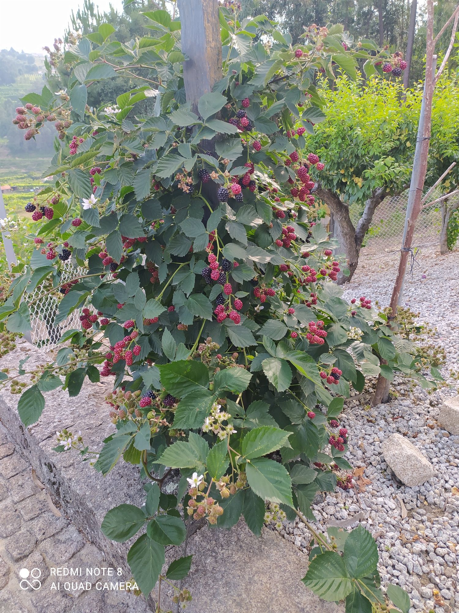 Amora gigante em vaso