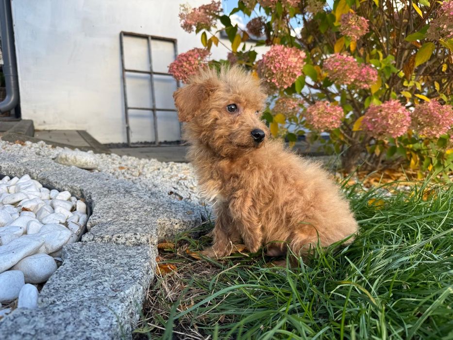 maltipoo szczeniak  mini