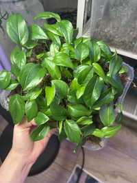 Epipremnum pinnatum cebu blue