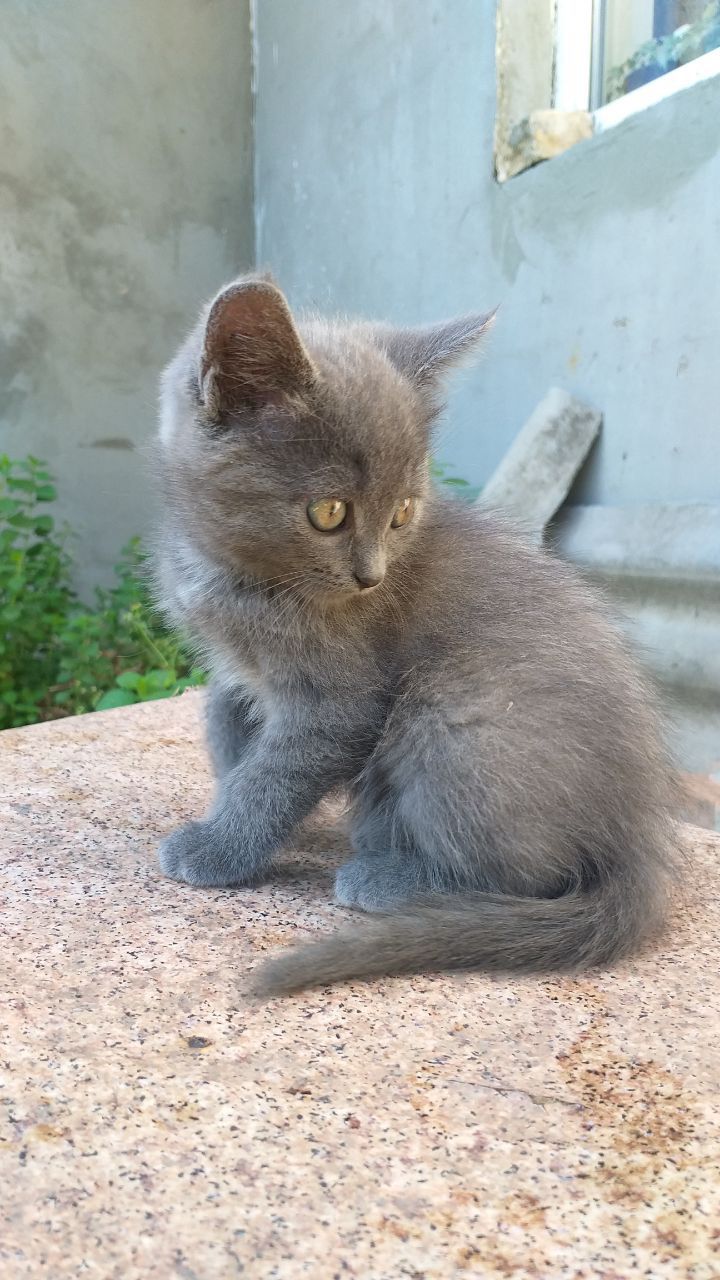 Кошенята шукають дім