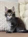 Poseidon- kocurek Maine Coon