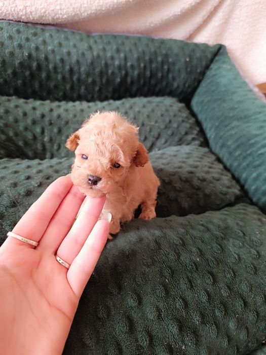 Chłopiec, pudel toy, FCI