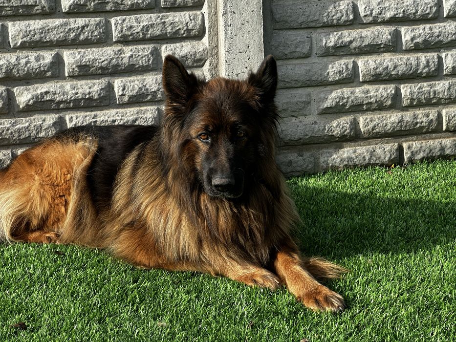 Щенок немецкой овчарки