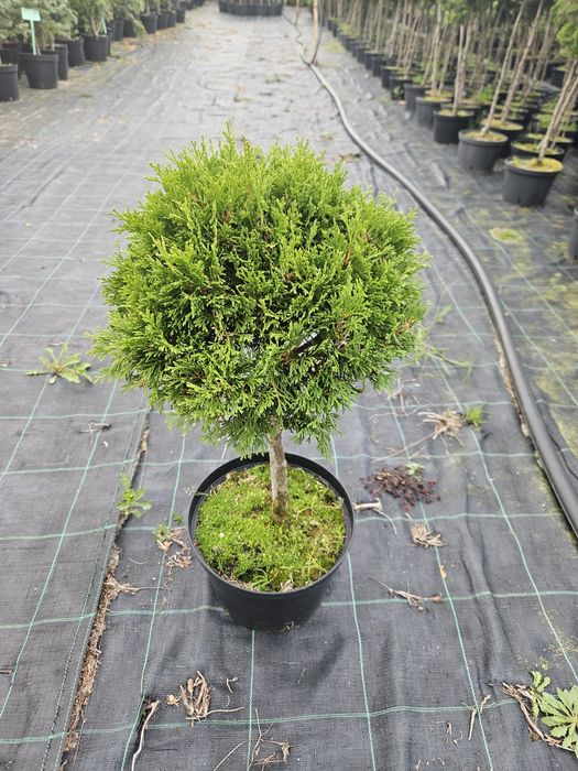 Kula na pniu - formowana tuja Miky