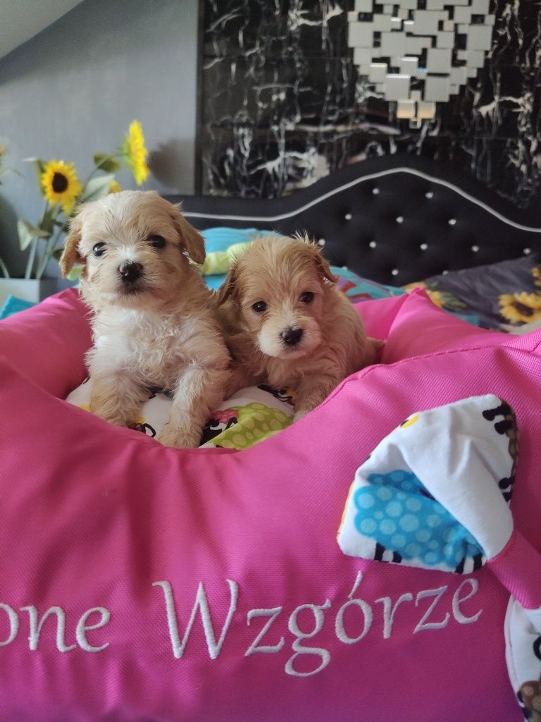Maltipoo chlopiec super socjalizowany.