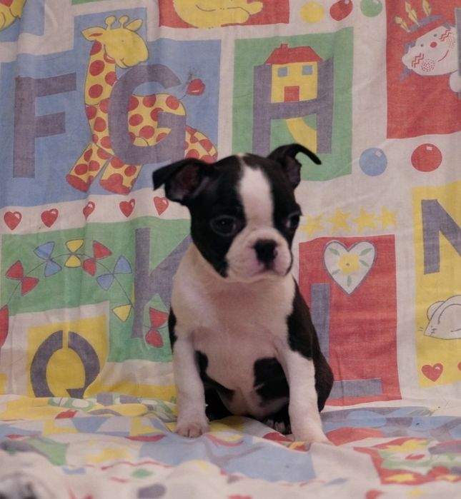 Boston terrier suczka