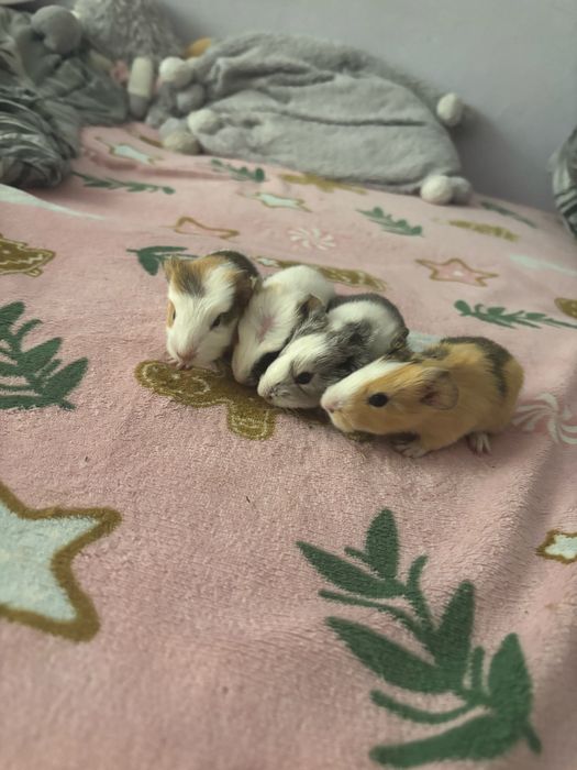 Sprzedam świnki morskie