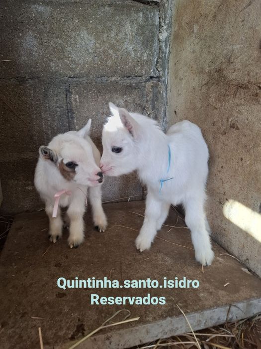 Cabras Micro Anãs - Mini Cabras (30 a 45cm)