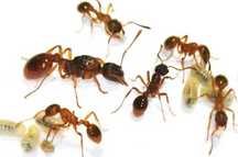 Kolonia myrmica sp.