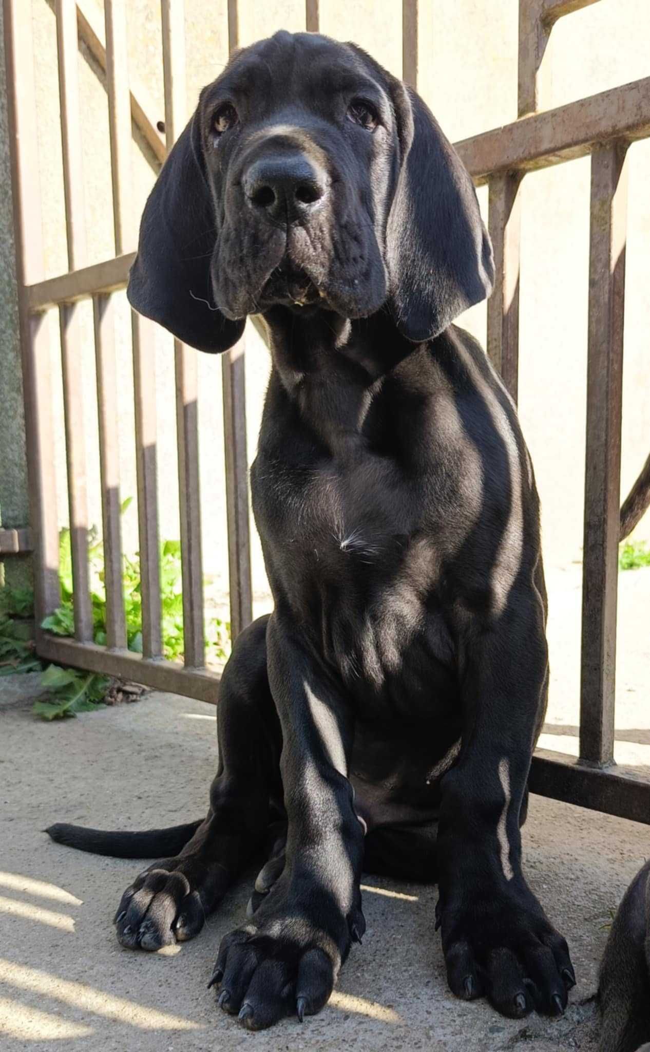 Dog niemiecki czarny