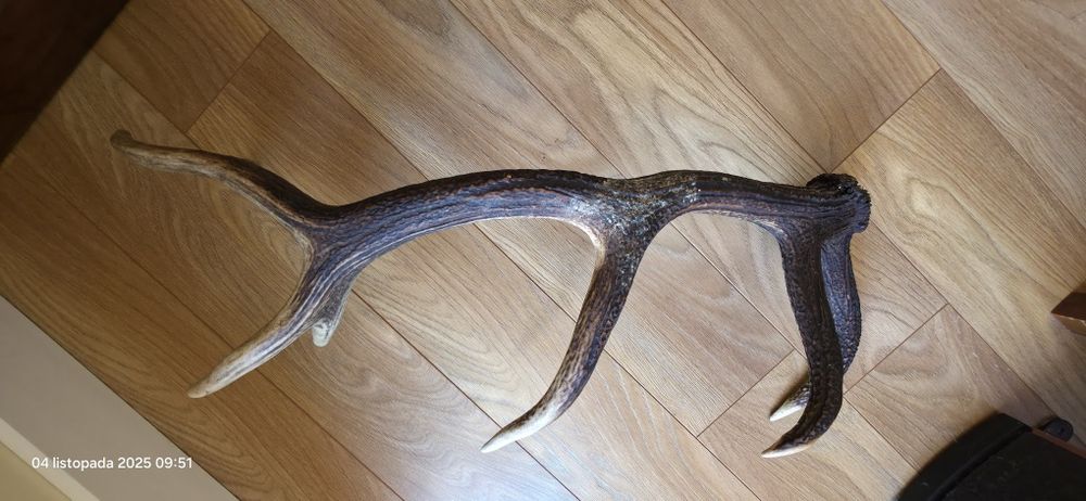 Jedna strona poroża Jelenia