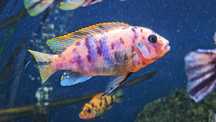 Metriaclima fainzilberi Lundo