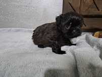 Shih-tzu suczka ciemna czekolada