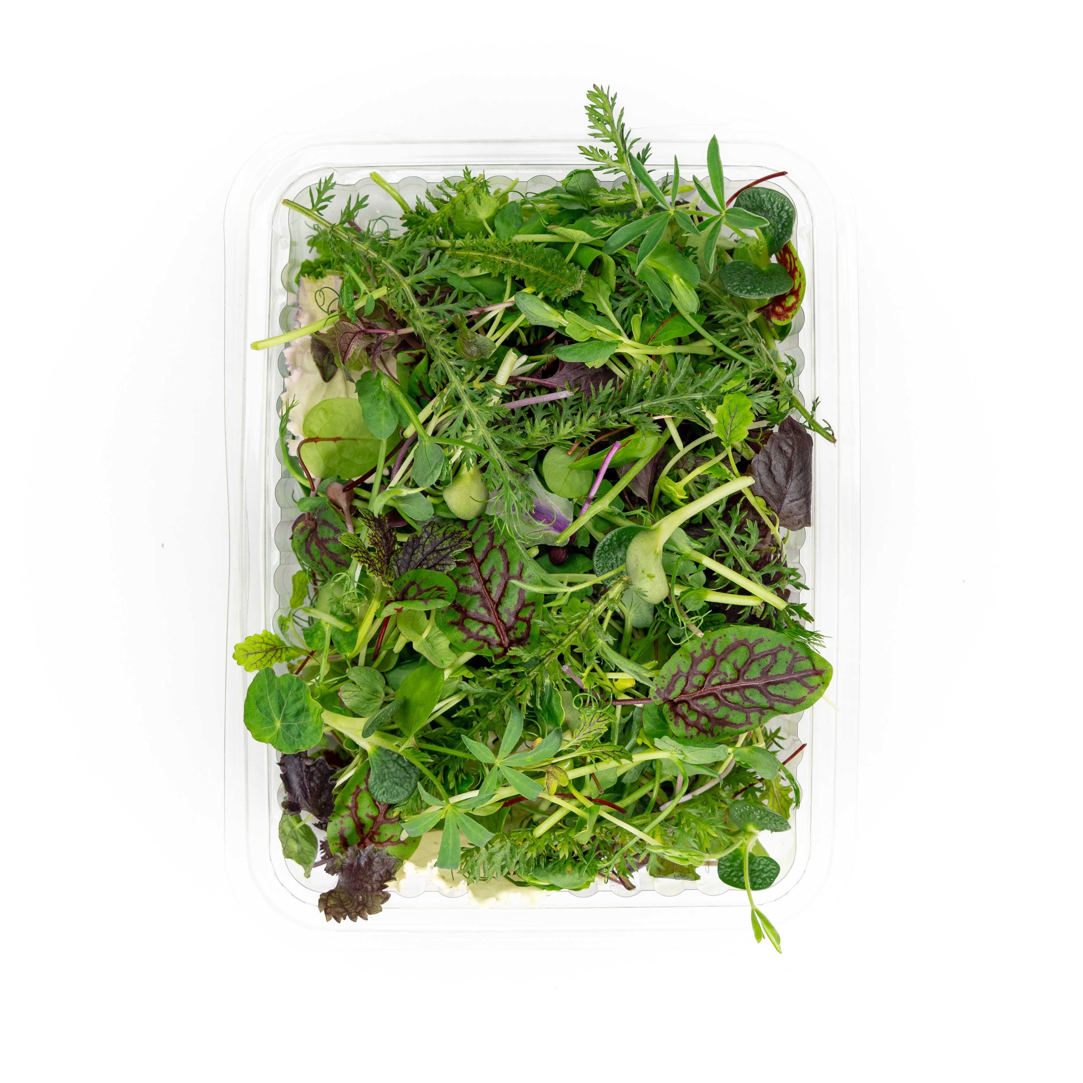 Mikroliście microgreens mikro zioła - PRODUCENT hurt horeca detal