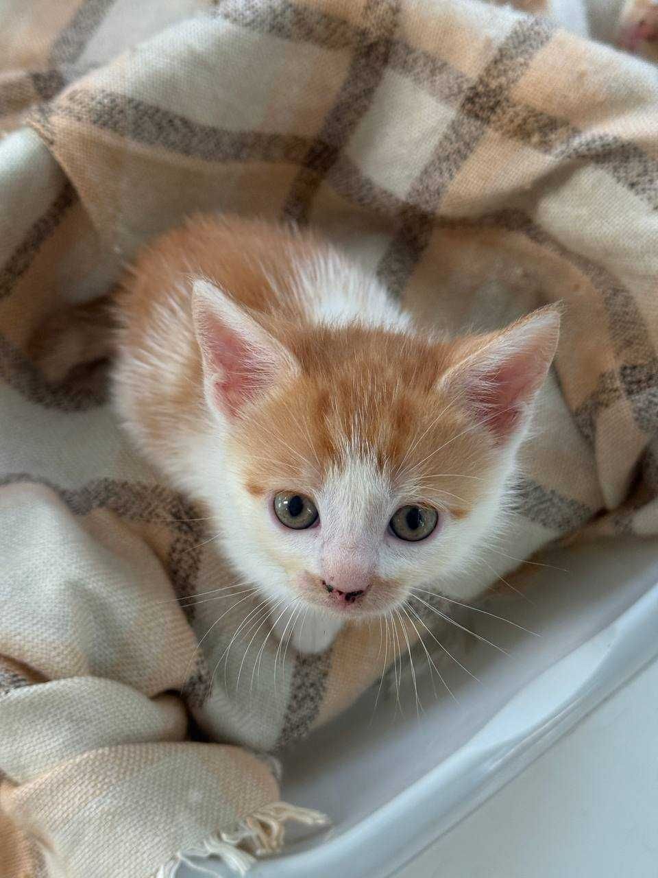 кошеня , лагідний ,смішний котик