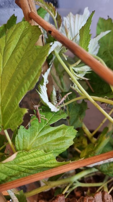 Straszyk Tisamenus sp. Cagayan