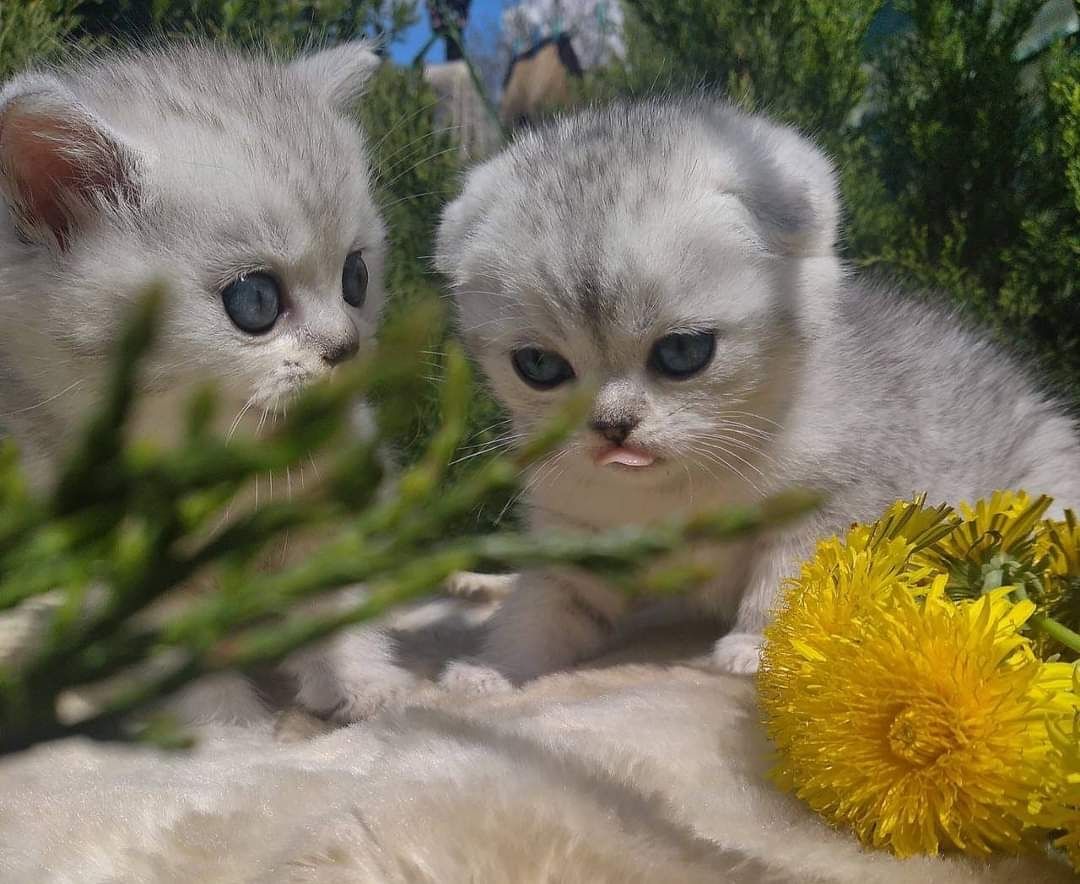 Кот серебристая шиншилла для вязки