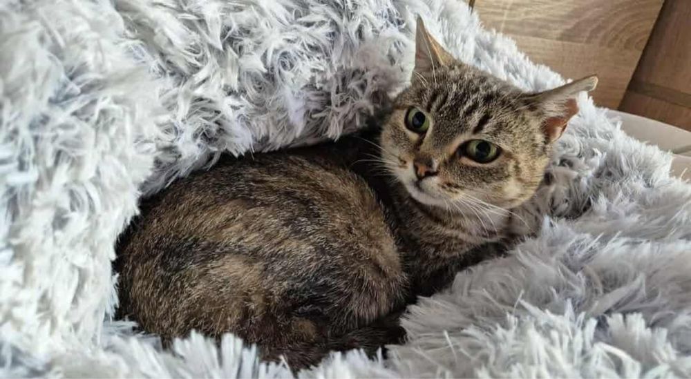Urocza kociczka do adopcji
