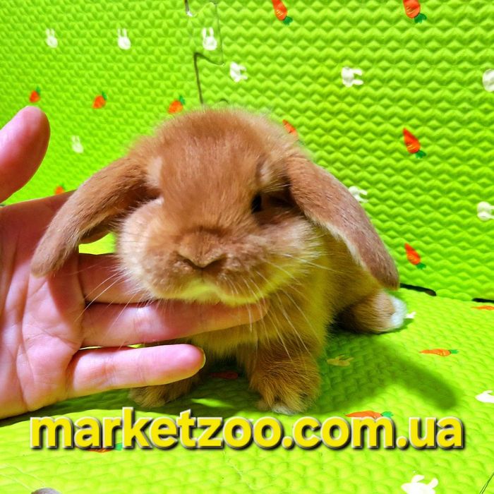 Чарівна кроленя породи Mini Lop шукає люблячий дім!карликовые кролики