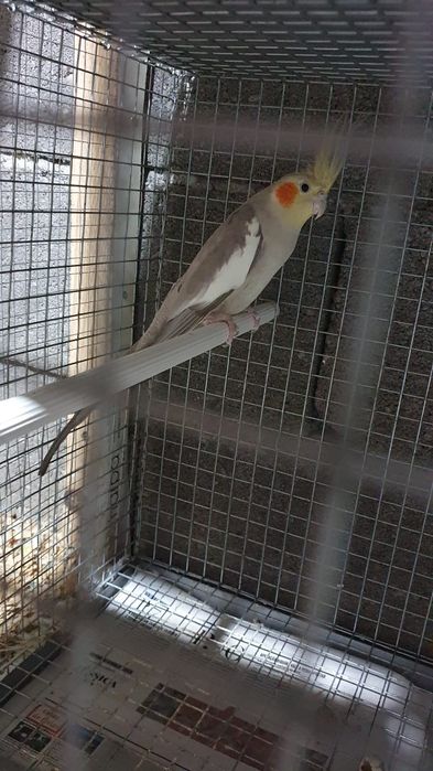 Vendo casais de caturras reprodutores