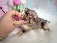 ***Śliczna długowłosa dziewczynka chihuahua***
