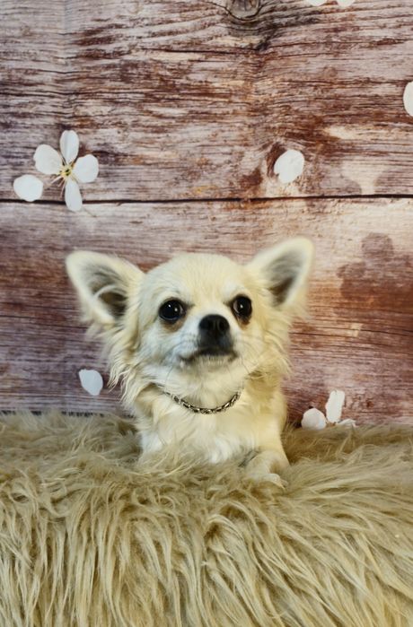 CHIHUAHUA piesek długowłosy ZKwP (FCI)