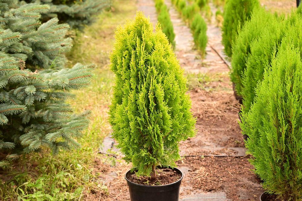 ŻYWOTNIK WSCHODNI AUREA NANA Tuja Aurea Nana 60-65 cm duże sadzonki