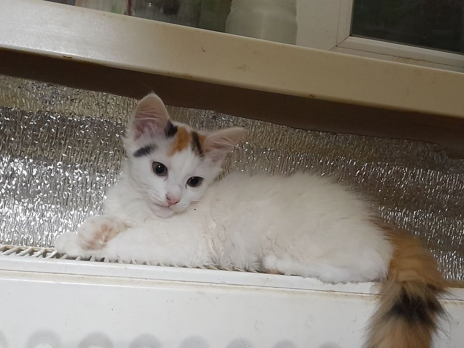 Кошенята (дівчата)