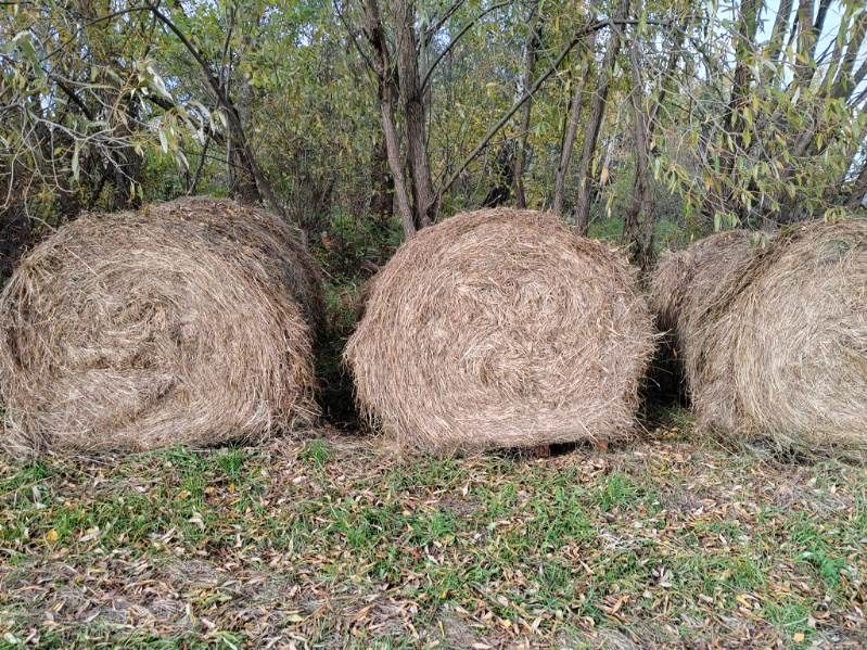 Siano baloty 2025 drugie siano