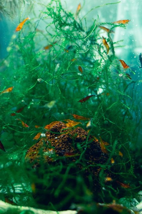 Сомик Анциструс (присоска), креветки, мох.