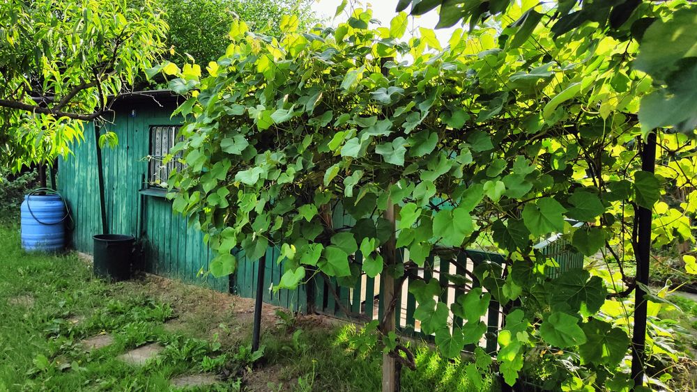 Działka ROD "Nad Jeziorem"