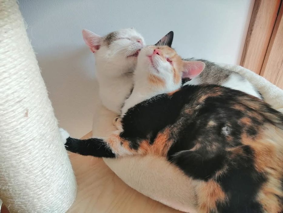 Branco - miziasty kotek szuka domu