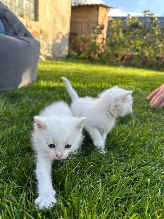 Відам у добрі руки котиків
