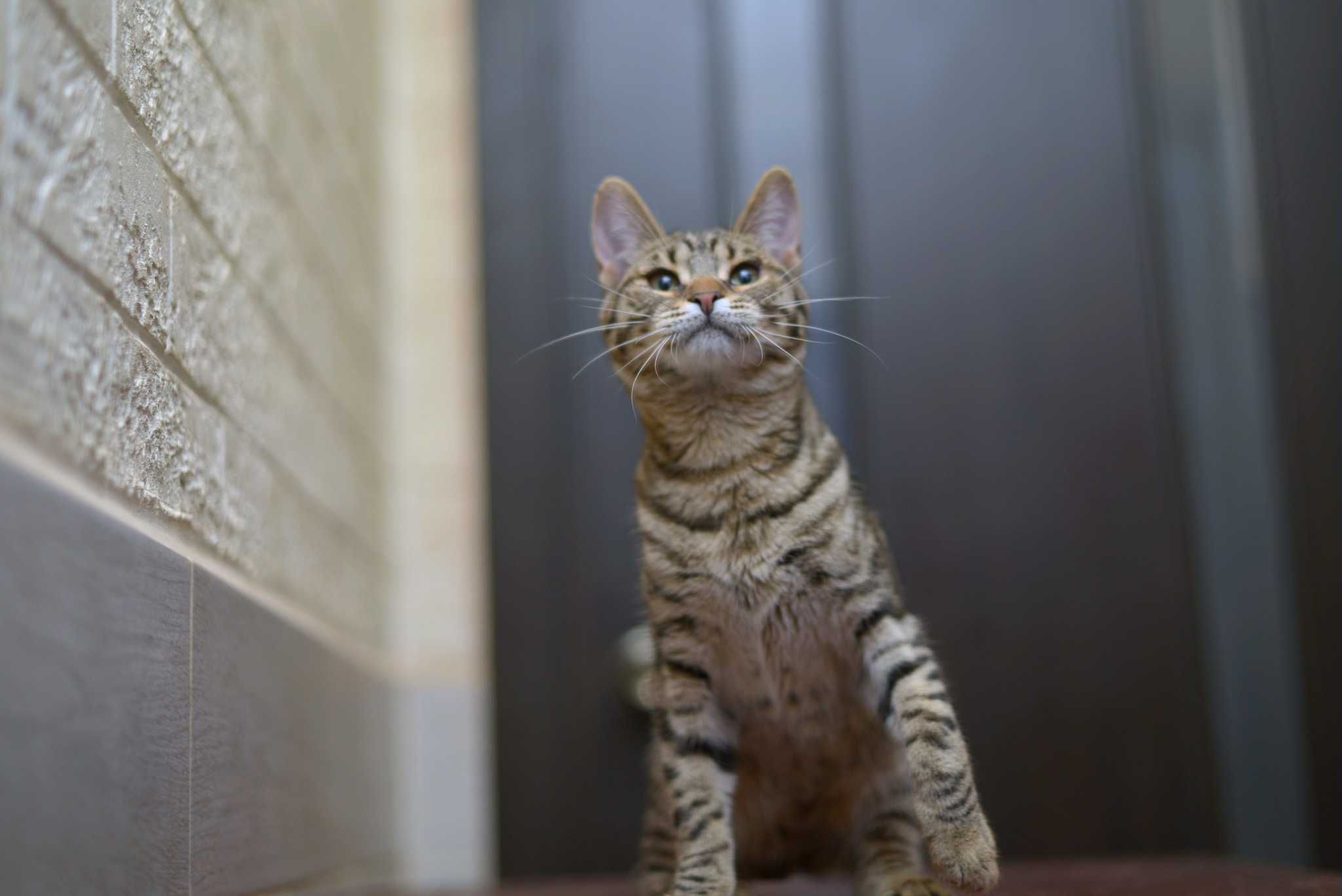 выддам кошеня, смугастиий хлопчик, 5,5 місяців