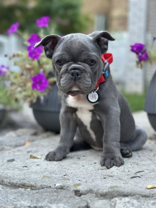 Щенки французского бульдога